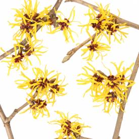 Witch Hazel Distillate (non-alcohol)